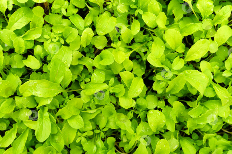 Скачать Текстура фона из свежих листьев шпината. Растет в саду. фотосток Ozero