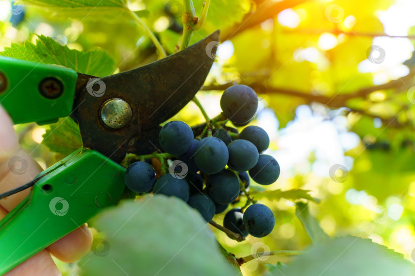 Скачать Виноградарь обрезает виноградную лозу садовым секатором осенью на винограднике. Закрыть. Избирательный фокус фотосток Ozero