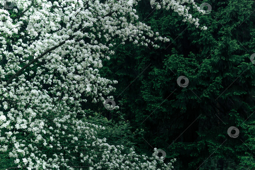 Скачать задний план - цветущая яблоня на фоне хвойного леса фотосток Ozero