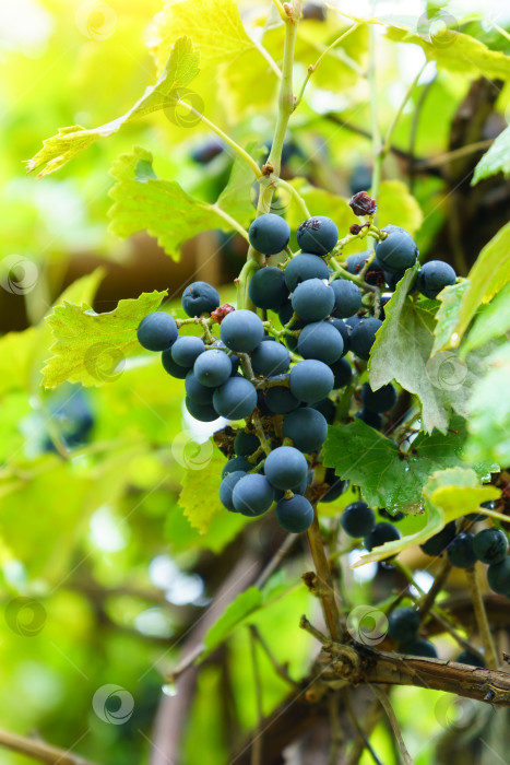 Скачать Черный виноград на ветвях виноградника крупным планом. Избирательный фокус. Выращивание винограда и виноделие. Вертикальная фотография фотосток Ozero