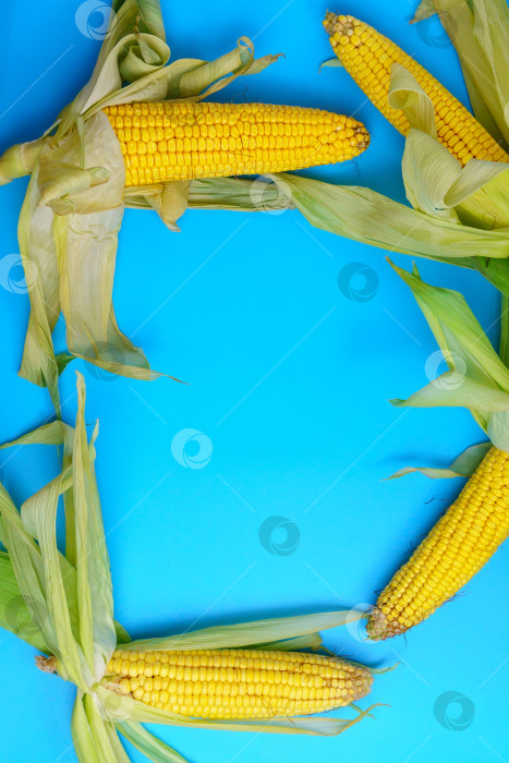 Скачать Домашние свежие хлопья и сухие кукурузные початки органического производства на синем фоне. Копировальное пространство. Вертикальная фотография фотосток Ozero