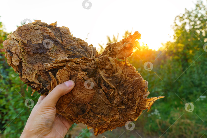 Скачать Сухие табачные листья крупным планом в руке фермера. Выращивание табака фотосток Ozero