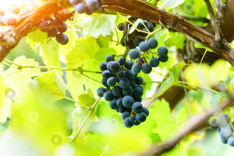 Скачать Гроздь черного винограда на лозе. Крупный план свежего винограда для красного вина на ферме. фотосток Ozero