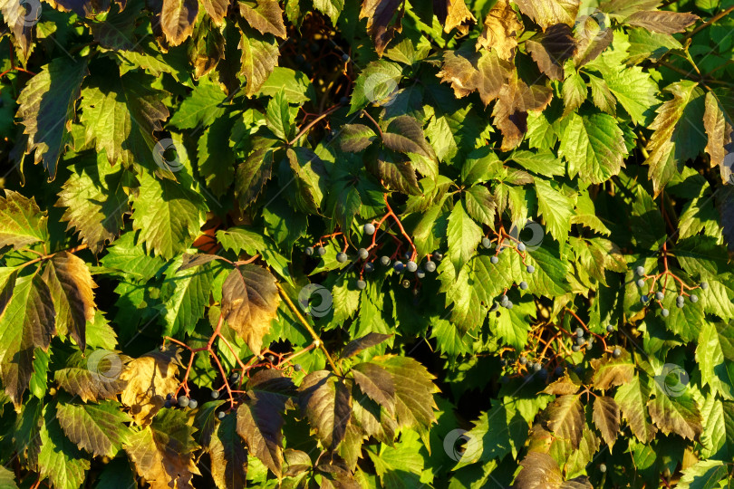 Скачать Зеленые листья первого пятилистного винограда Parthenocissus kinguefolia закрываются в солнечный день. фотосток Ozero