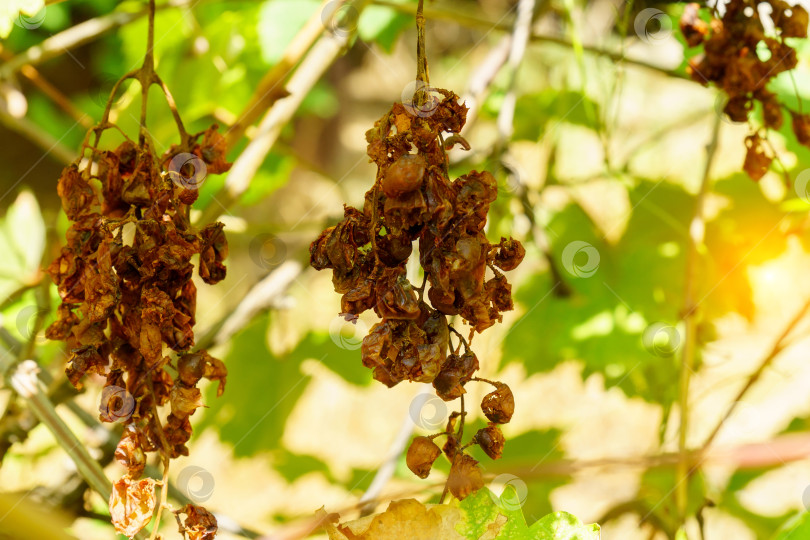 Скачать Гниющий виноград и виноградные листья. Плохой урожай, засуха фотосток Ozero