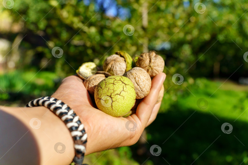 Скачать Ореховое дерево и ручной сбор урожая грецкого ореха. Избирательный фокус фотосток Ozero