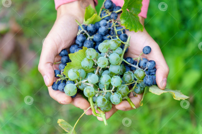 Скачать Рука фермера держит спелый зеленый виноград, спелый зеленый виноград, готовый к сбору урожая. Сельское хозяйство виноградной фермы. Избирательный фокус фотосток Ozero