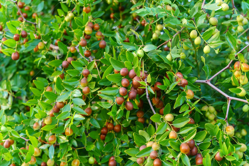 Скачать Плоды зизифуса джуба на ветвях деревьев в саду крупным планом, спелые плоды китайских фиников. Избирательный фокус фотосток Ozero