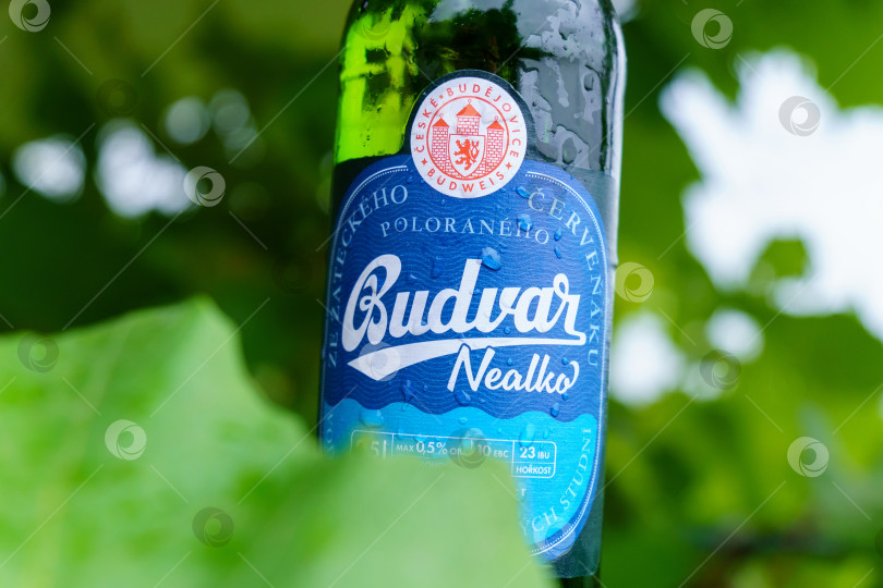 Скачать Волжский, Россия - 25 сентября 2021 года: Крупным планом представлены бутылки безалкогольного напитка Budvar nealko, произведенного в Ческе-Будеевице пивоварней Budweiser Budvar brewery. фотосток Ozero