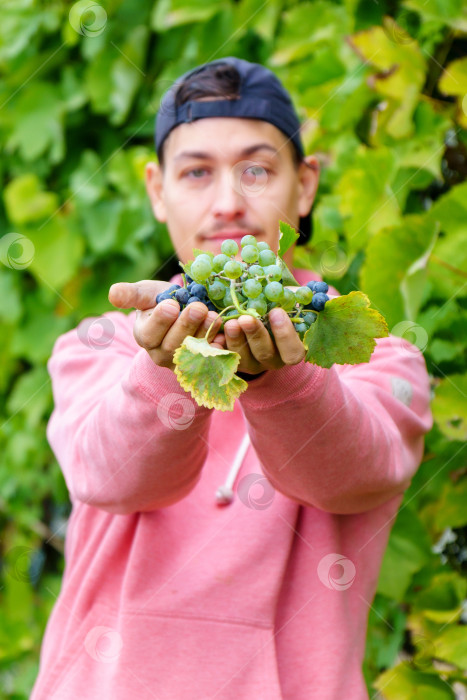 Скачать Мужчина собирает белый виноград, готовит органические продукты питания и изысканное вино ручной работы. Избирательный фокус. Вертикальная фотография фотосток Ozero