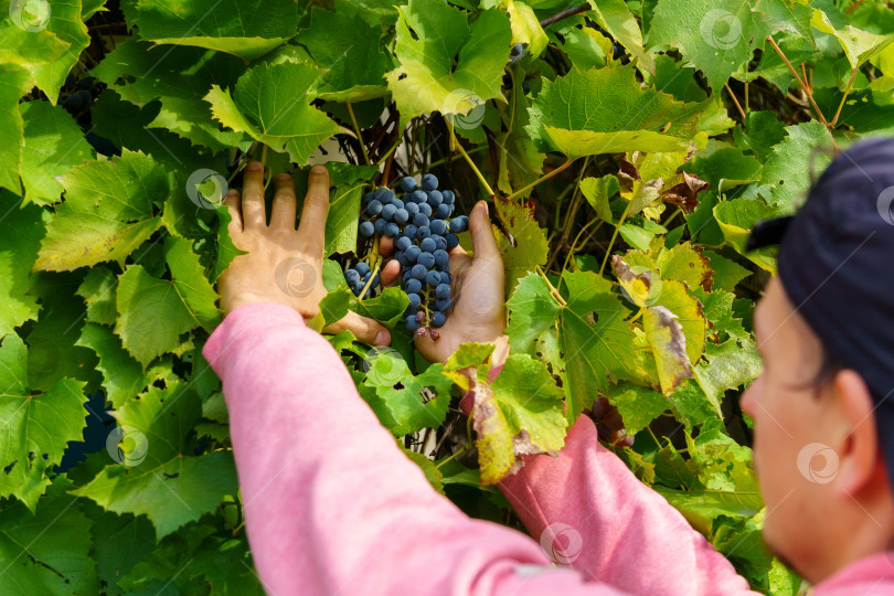 Скачать Мужчина собирает белый виноград, готовит органические продукты питания и изысканное вино ручной работы. Избирательный фокус фотосток Ozero