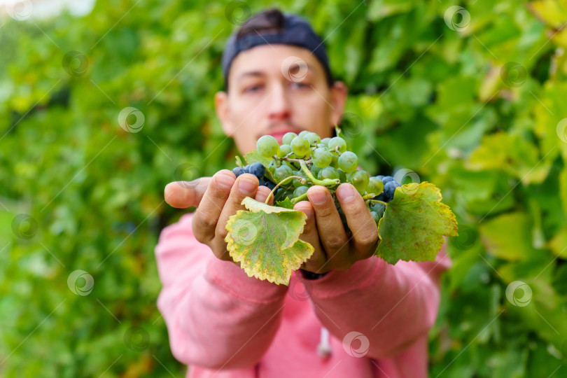 Скачать Фермер держит в руках спелый виноград, готовый к сбору урожая. Сельское хозяйство виноградной фермы. Пространство для копирования фотосток Ozero