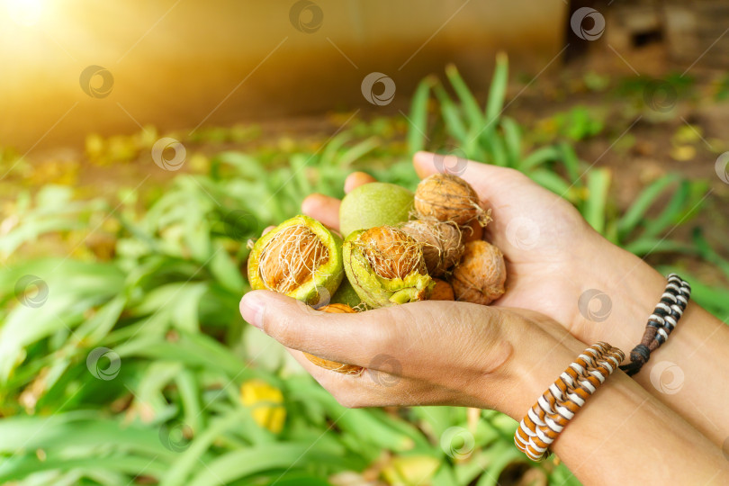 Скачать Урожай спелых грецких орехов в руках мужчины-фермера осенью. Избирательный фокус. Пространство для копирования фотосток Ozero