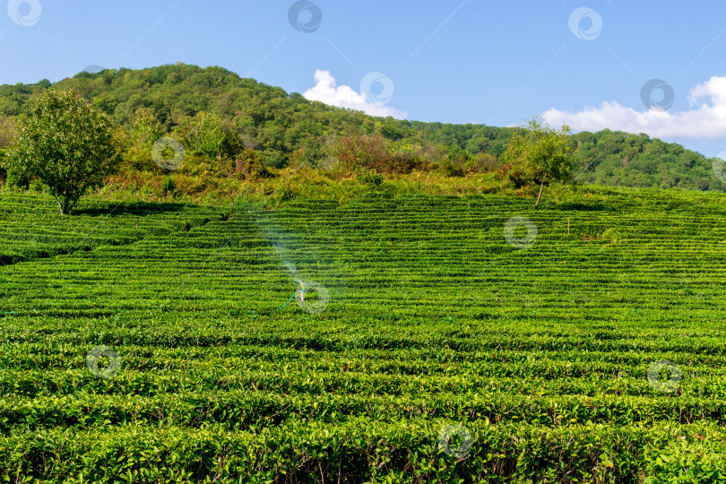 Скачать Ферма зеленого чая на фоне голубого неба. Фон природы. Пространство для копирования фотосток Ozero