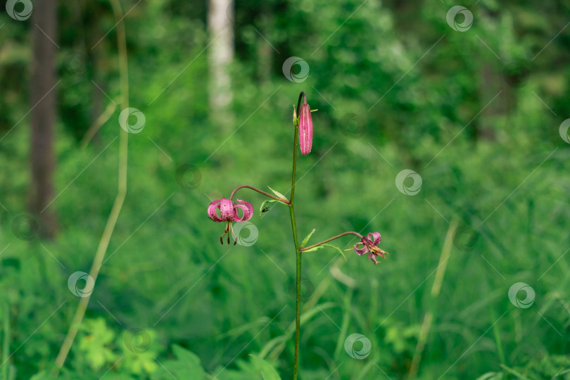 Скачать три стадии жизни цветка лилии мартагон на размытом фоне фотосток Ozero