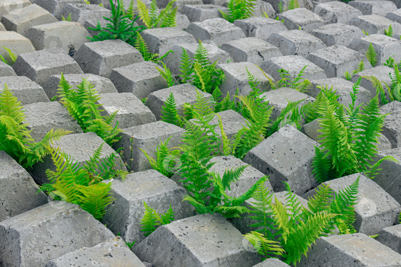 Скачать участок, покрытый гибким бетонным ковриком для предотвращения эрозии, уложенный на землю, через который растут растения фотосток Ozero