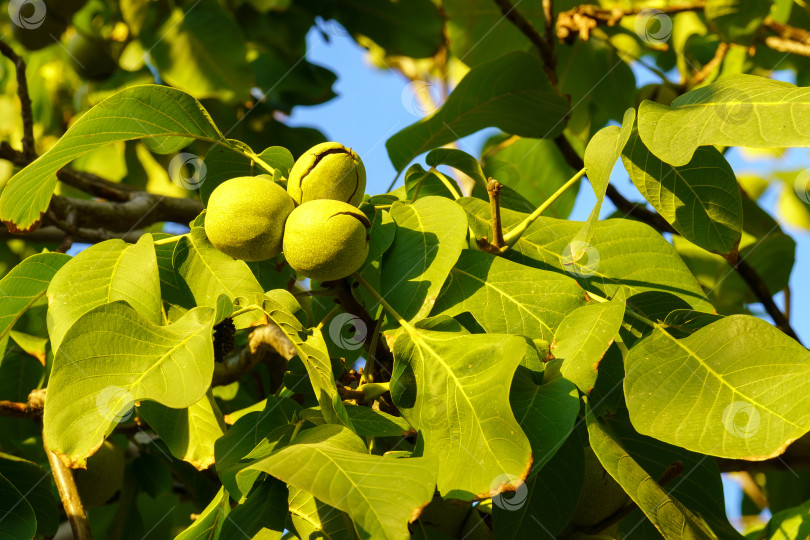 Скачать Грецкий орех - это орех любого дерева рода Juglans семейства Juglandaceae, Juglans regia. фотосток Ozero