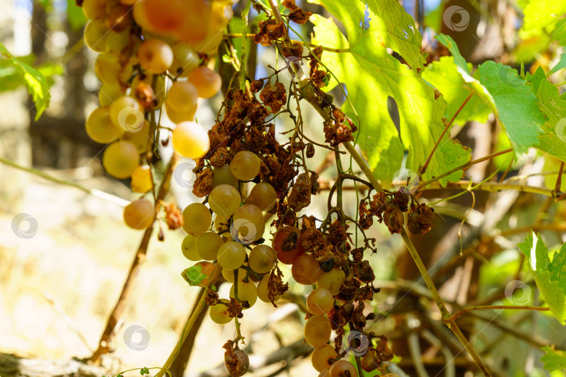 Скачать Гроздья испорченного гнилого винограда висят на кусте. Засуха, испорченный урожай фотосток Ozero