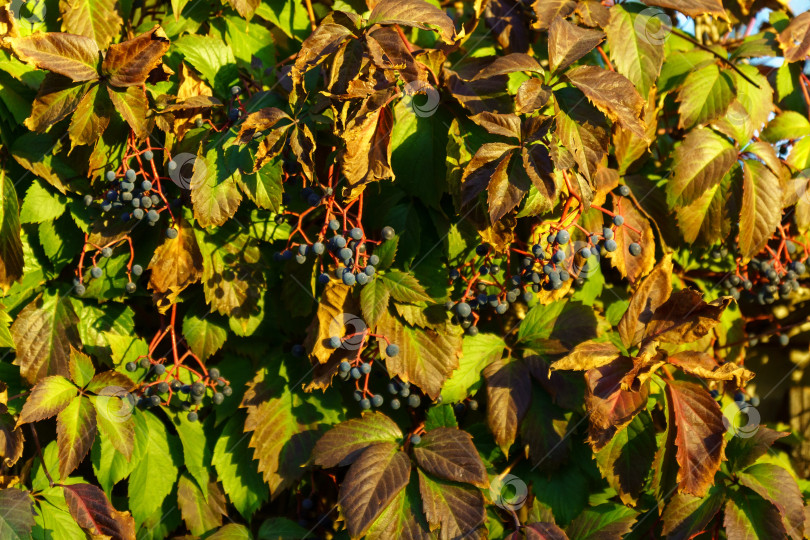 Скачать Зеленые листья первого пятилистного винограда Parthenocissus kinguefolia закрываются в солнечный день. фотосток Ozero