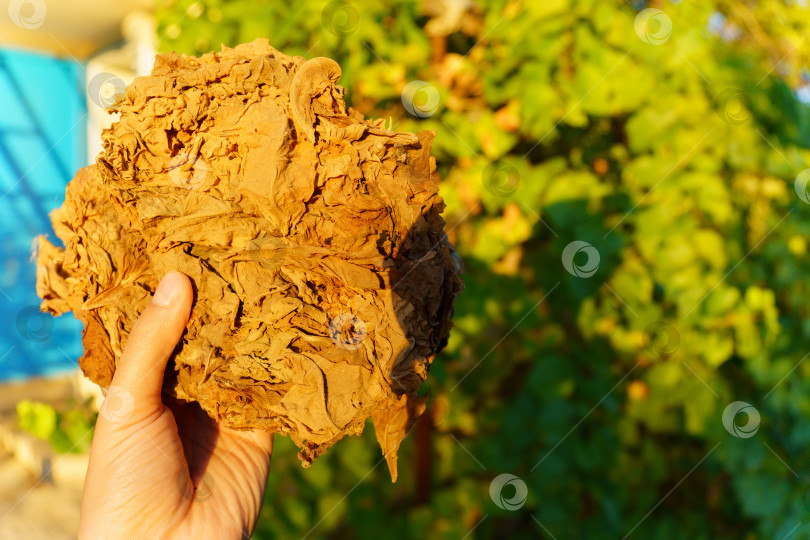 Скачать Фермеры, занимающиеся сельским хозяйством, сушат табачные листья для изготовления сигарет и сигар. Избирательный фокус. фотосток Ozero