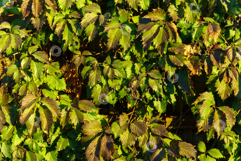 Скачать Партеноциссус пятилистный Parthenocissus inserta grape - древесная лоза рода Девичий виноград. Текстура фона фотосток Ozero