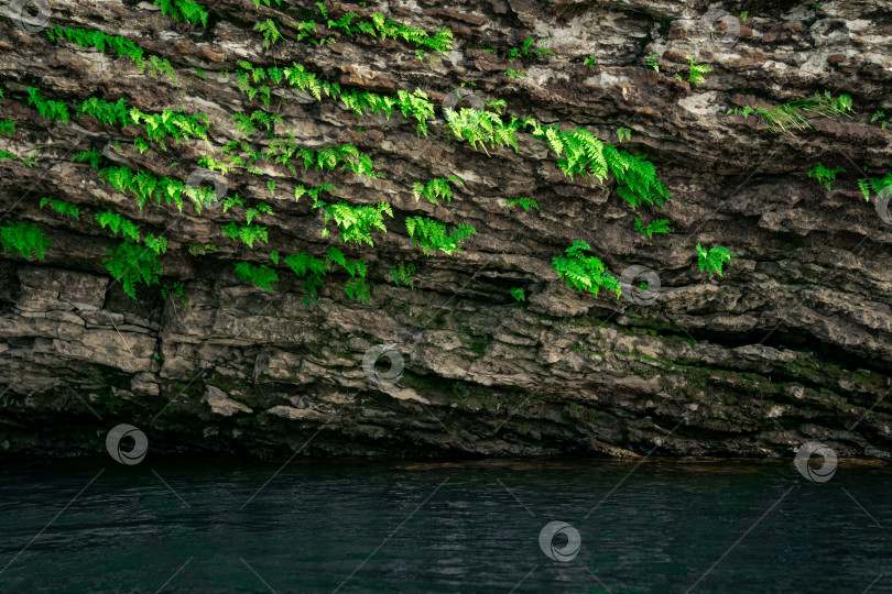 Скачать маленькие папоротники растут вверх ногами на своде пещеры над водой фотосток Ozero