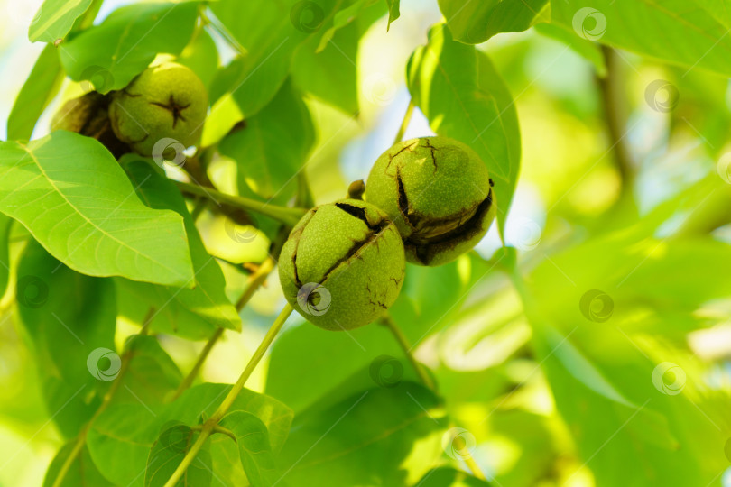 Скачать Грецкий орех - это орех любого дерева рода Juglans семейства Juglandaceae, Juglans regia. фотосток Ozero