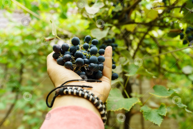 Скачать Виноградная лоза на виноградниках. Черный виноград на плантации крупным планом. Избирательный фокус фотосток Ozero