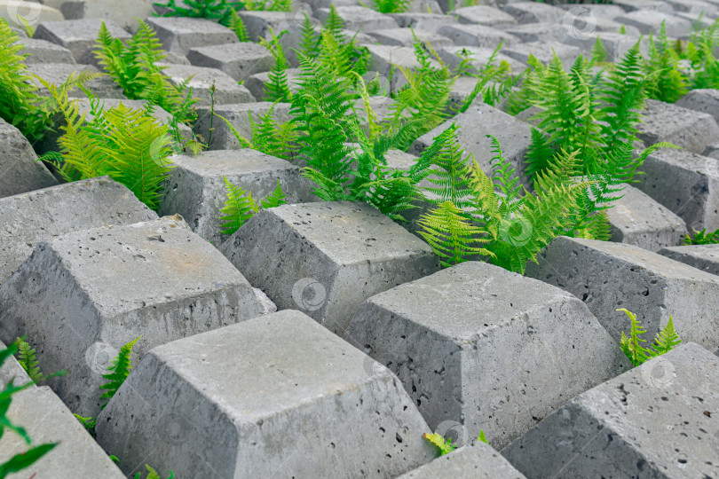 Скачать фрагмент гибкого бетонного мата для предотвращения эрозии, уложенный на землю, сквозь который растут растения фотосток Ozero