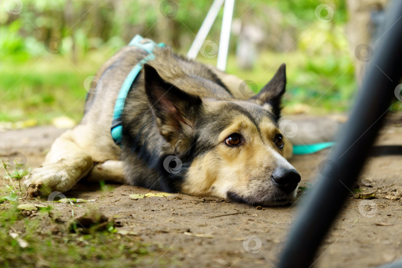 Скачать Портрет собаки, лежащей на земле в саду. Домашнее животное фотосток Ozero