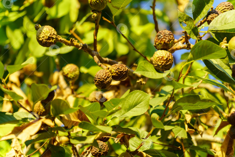 Скачать Грецкий орех - это орех любого дерева рода Juglans семейства Juglandaceae, Juglans regia. фотосток Ozero