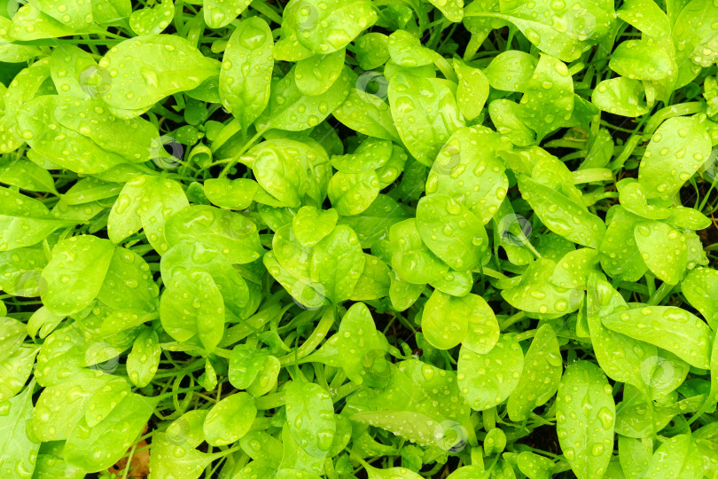 Скачать Листья шпината, растущие в весеннем саду, с каплями воды, экологически чистые продукты и концепция самообеспечения. Избирательный фокус фотосток Ozero