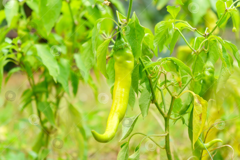 Скачать Спелый зеленый болгарский перец висит на растении в огороде. Сбор урожая органических эко-овощей. фотосток Ozero