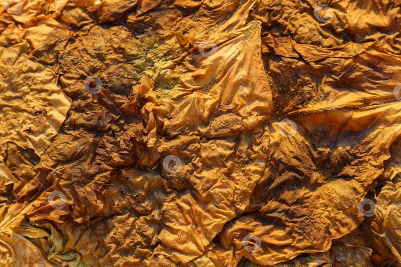 Скачать Абстрактный текстурированный фон из высушенного табака, Nicotiana tabacum. Выращивание табака. фотосток Ozero
