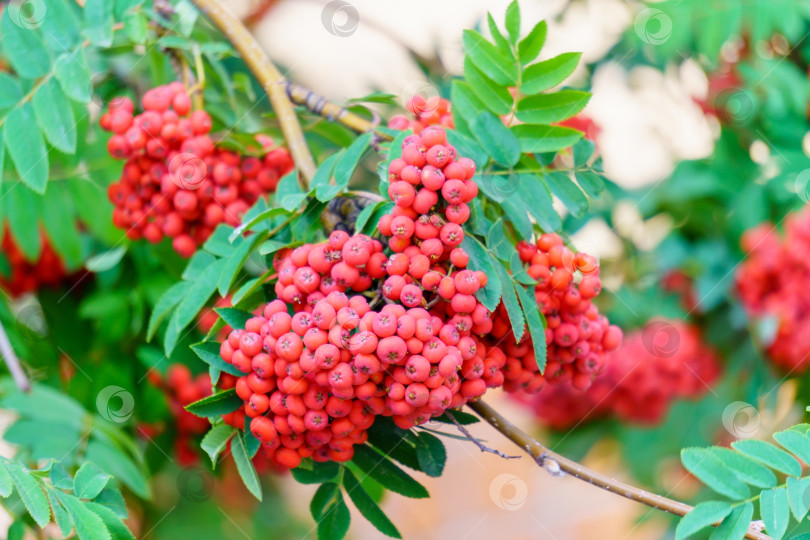 Скачать Ясеневое ягодное дерево, фото крупным планом. Спелые красные сочные ягоды. Ягоды рябины. Рябина Сорбус. фотосток Ozero