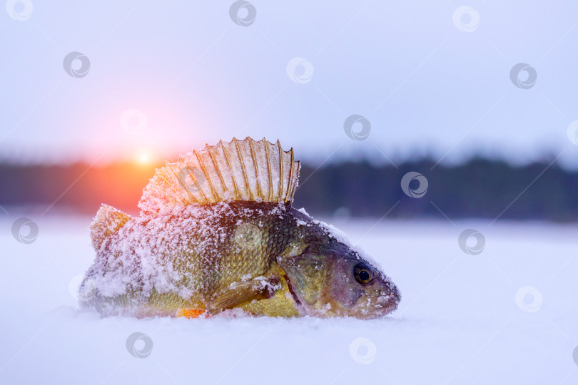 Скачать Зимняя подледная рыбалка, рыбаки ловят окуня на льду. Пространство для копирования фотосток Ozero