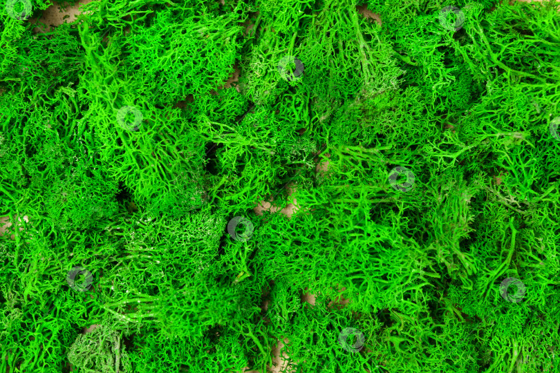 Скачать Зеленый мох крупным планом. Зеленая эко-текстура. Фон с растительностью на экологически чистом фоне. Избирательный фокус фотосток Ozero