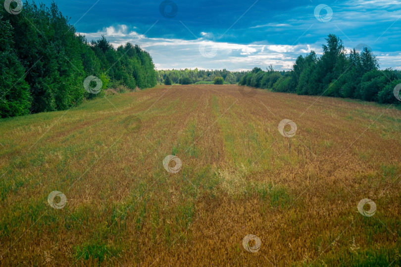 Скачать сельский пейзаж, небольшое поле кормовых культур среди леса фотосток Ozero