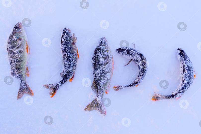 Скачать Пойманная рыба обыкновенный окунь, европейский окунь лежит на льду реки. Подледная рыбалка. фотосток Ozero