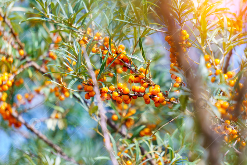 Скачать Облепиха, растущая на дереве, крупным планом Hippophae rhamnoides. Лекарственное растение. Избирательный фокус фотосток Ozero