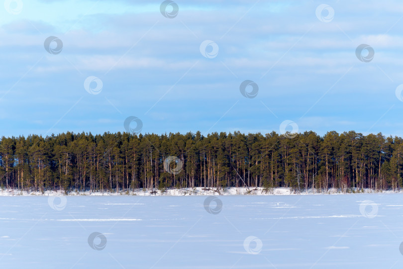Скачать Зимняя природа и ландшафт. голубое небо и замерзшее ледяное озеро. Лес на горизонте. Пространство для копирования фотосток Ozero