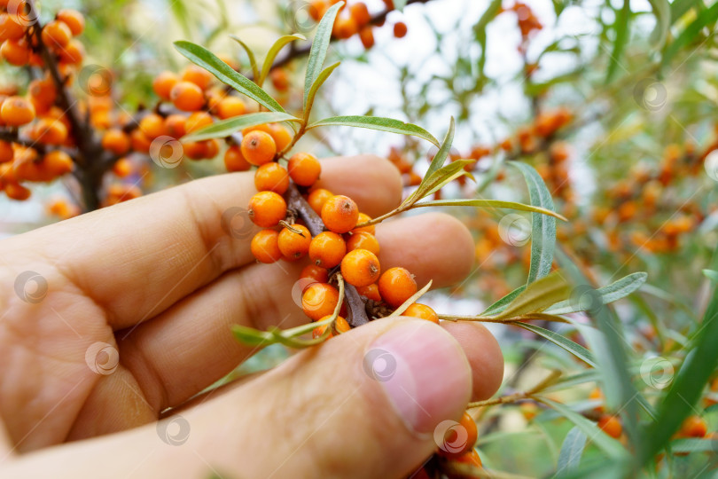 Скачать Облепиха, растущая на дереве, закрывает Hippophae rhamnoides. Медицинское растение фотосток Ozero