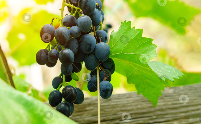 Скачать Спелый черный виноград крупным планом. Растение. Выращивание фруктов. Избирательный фокус фотосток Ozero