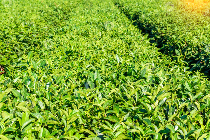 Скачать Естественный фон плантации зеленого чая. Выращивание чая, сбор урожая осенью фотосток Ozero