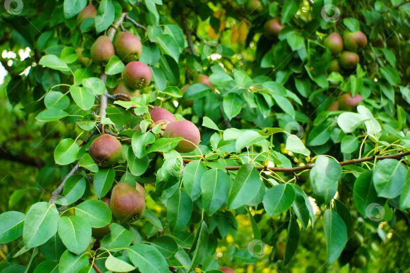 Скачать Сбор урожая груш на дереве. Осенний сбор плодов. Место для копирования текста фотосток Ozero