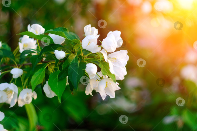 Скачать Белые цветы яблони на дереве крупным планом на закате. выборочный акцент весеннего сезона. Пространство для копирования фотосток Ozero