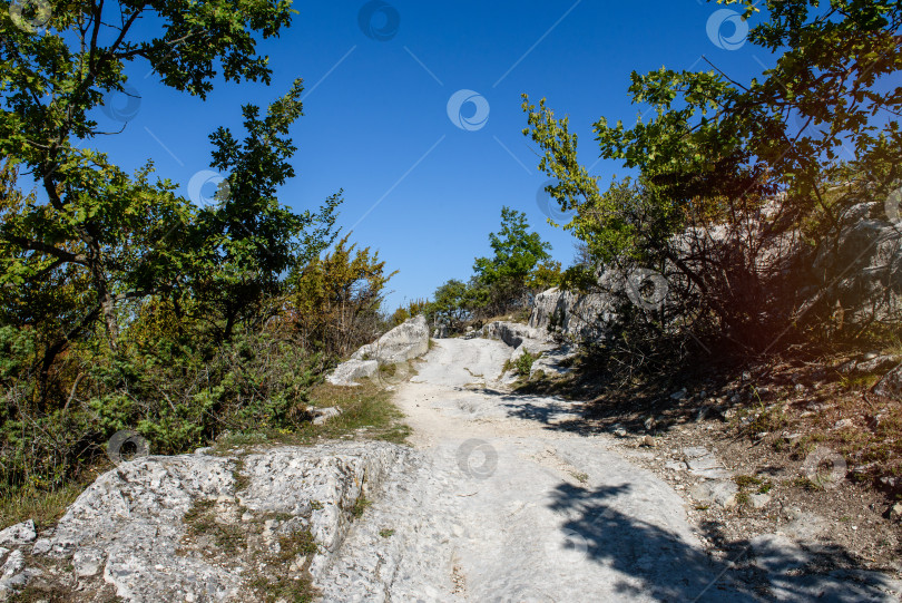 Скачать Каменистая дорога в высоком лесу. Летний пейзаж. фотосток Ozero
