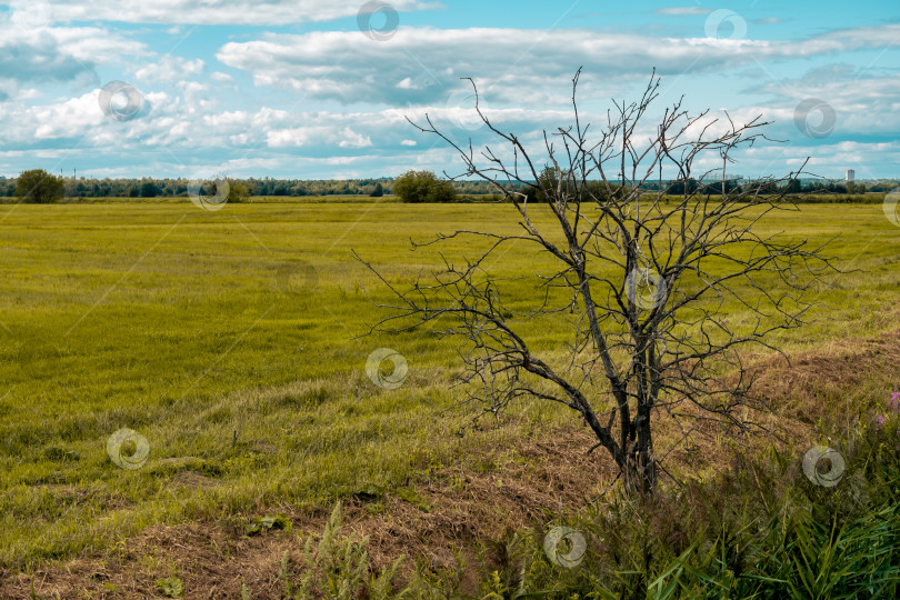 Скачать сельский пейзаж, мертвое дерево на краю скошенного луга фотосток Ozero