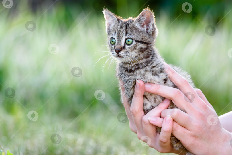 Скачать Маленький очаровательный котенок в руках девушки на фоне зеленой лужайки фотосток Ozero