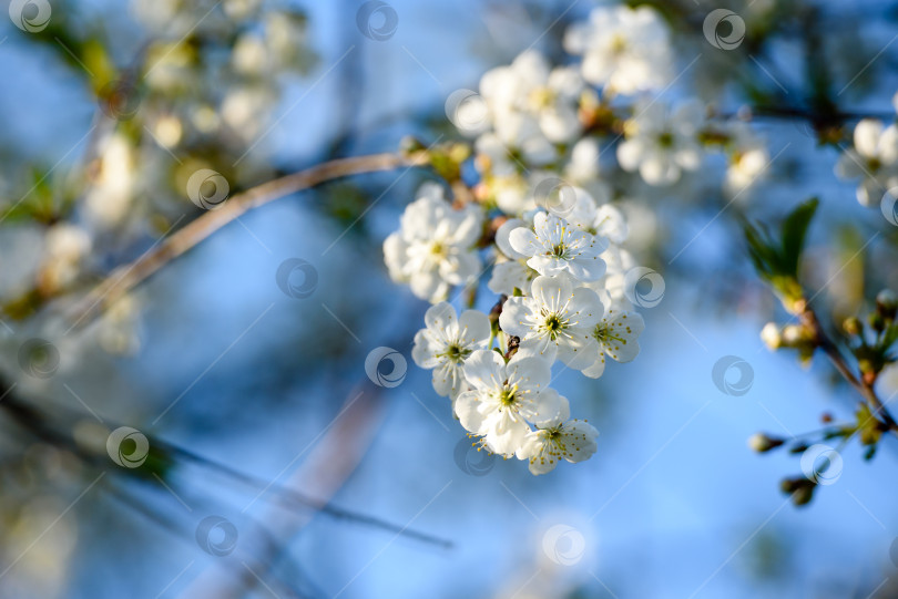 Скачать Красивый цветок вишни на фоне голубого неба. фотосток Ozero